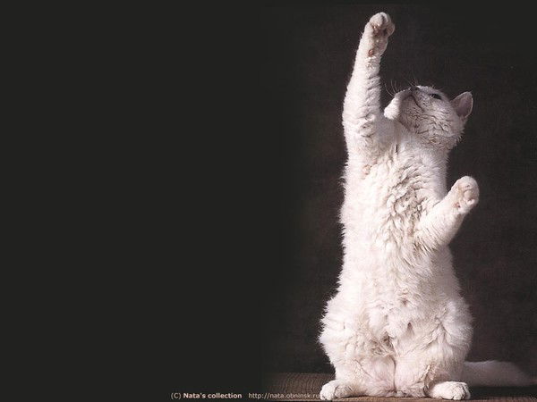 Ирина Комиссаренко