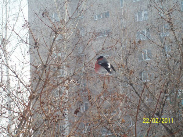 Ирина Климентьева