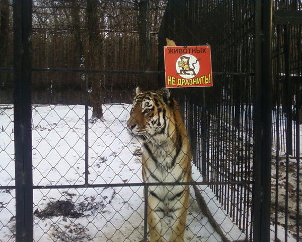 Дмитрий Халиман