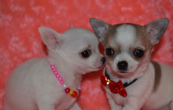 Ирина Исаева