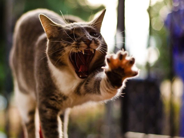 Антон Павленко