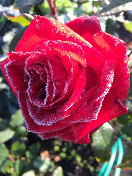 Светлана Скоробогатова