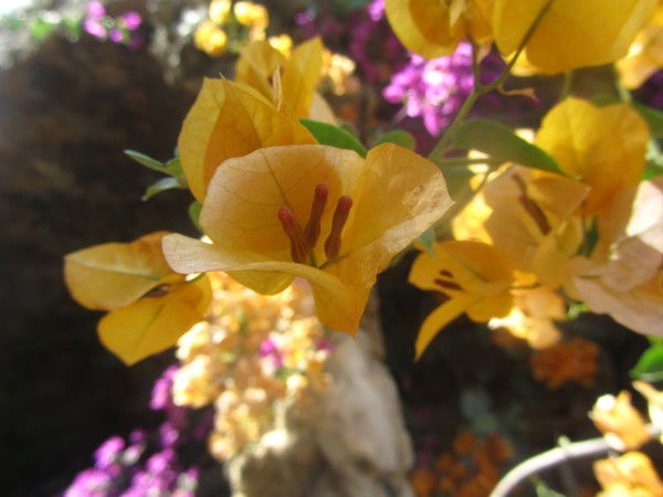 Ольга Кофанова