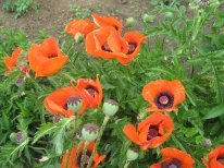 Альбина Миниахметова