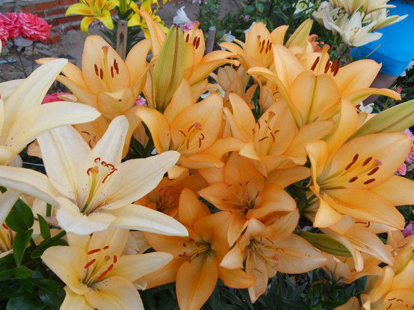 Любовь Дементьева