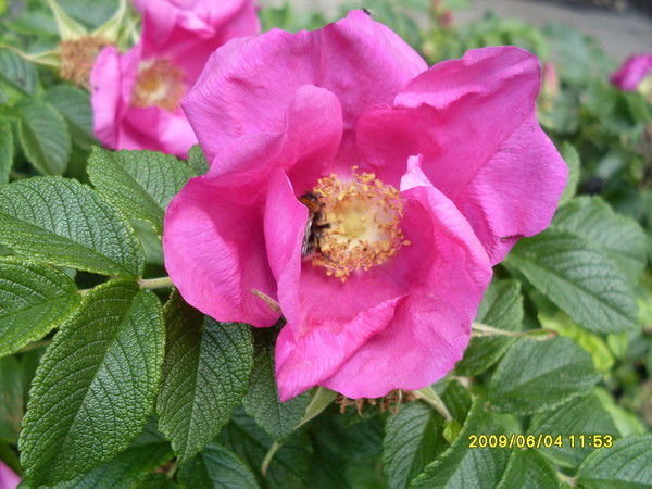 Зоя Фролова