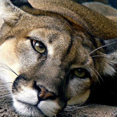 Юлия Амосова