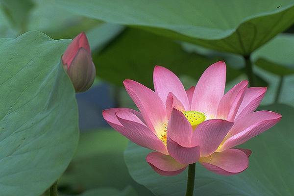 Таньюша V. S.