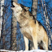 Никита Царёв