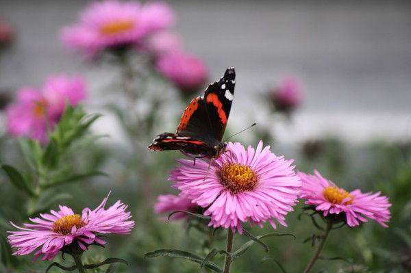 Юлия Кононова