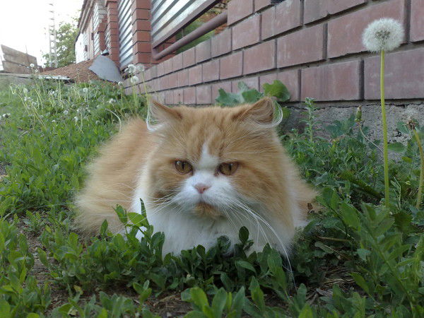 Мария Колсанова