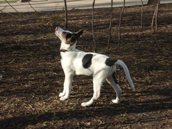 Владимир Демешко