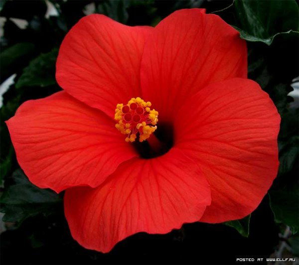 Салтанат Ержанова