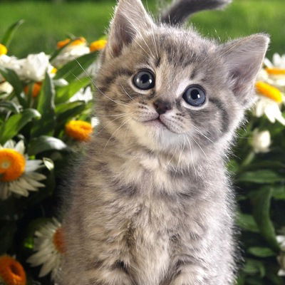 Айша Амерханова