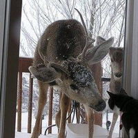 Наталья Шардина