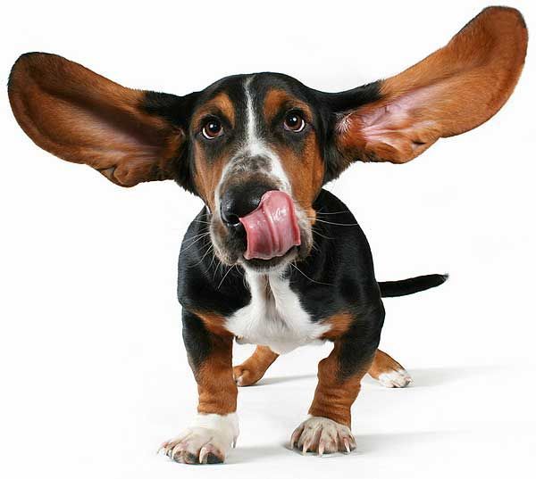 Виталий Алборов