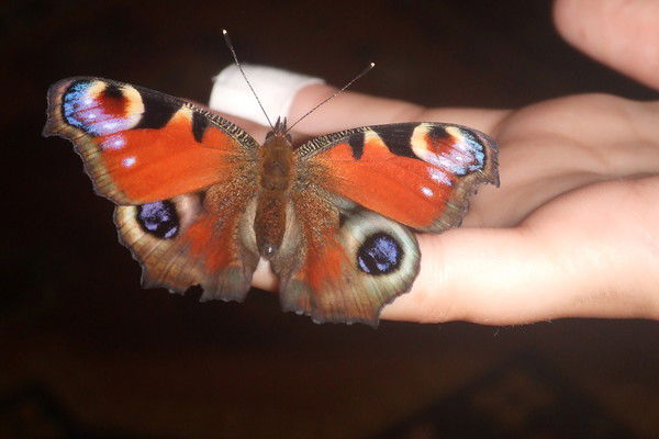 Светлана Кашлинова