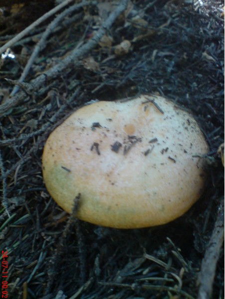 Ольга Бондарева