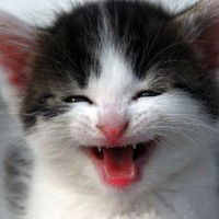 Юлия Кривошеева