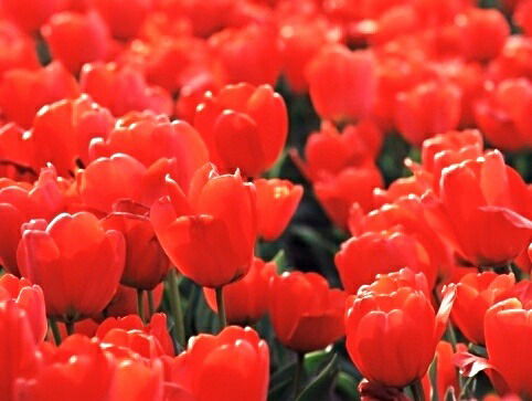 Асем Тулешова