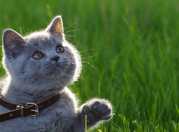 Светлана Телегина