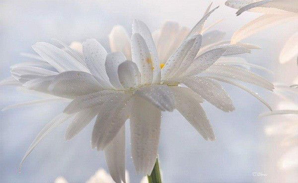 Динара Макжанова