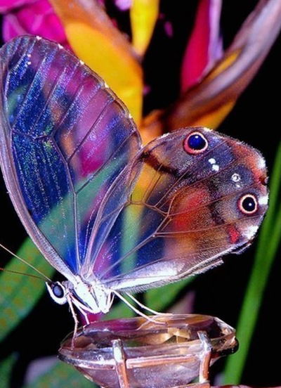 Эля Шарафудинова