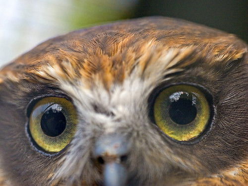 Сычиха Сычиха