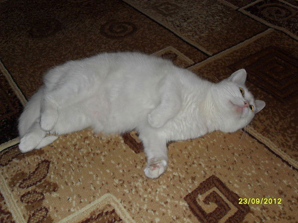 Илона Воронова