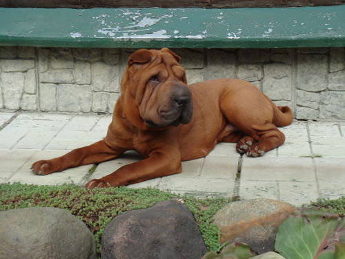 Ляля Токарева