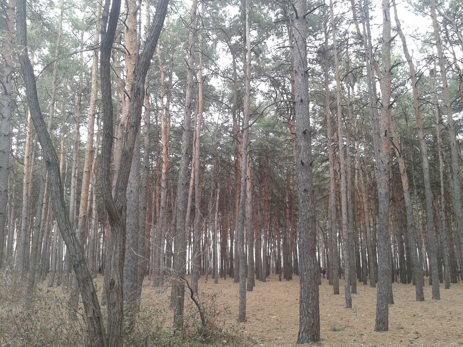 Кристина Орлова