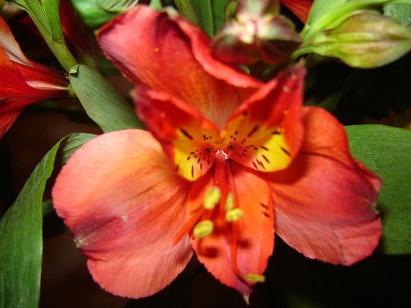 Елена Козлович