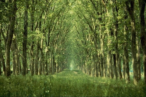 Татьяна Андреева