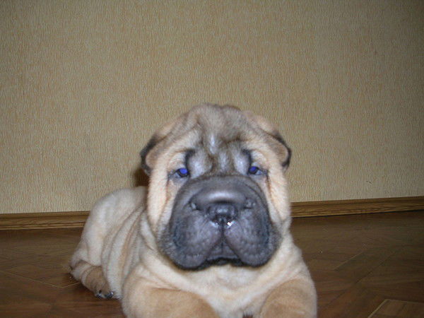 Юрий Геранин