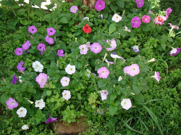 Владимир Малков