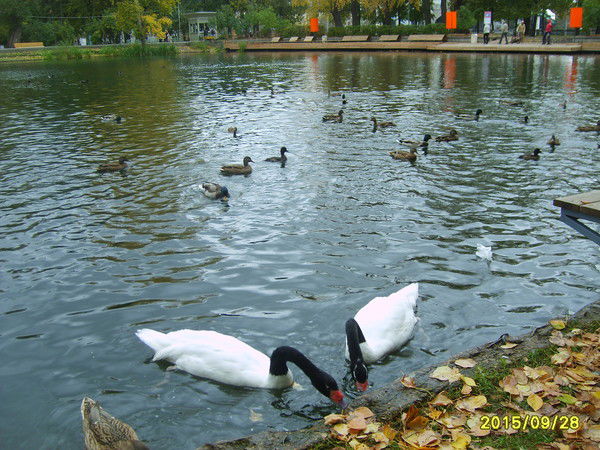 Андрей Михеев