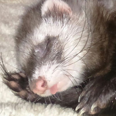 Анастасия Еричева