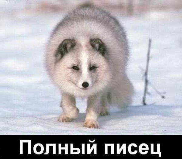 Дмитрий Носиков