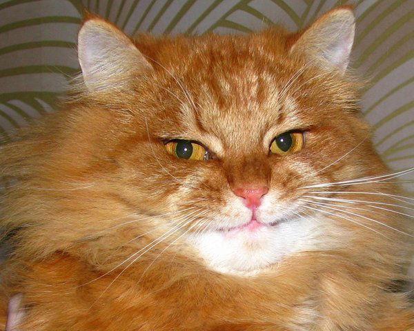 Александр Петров