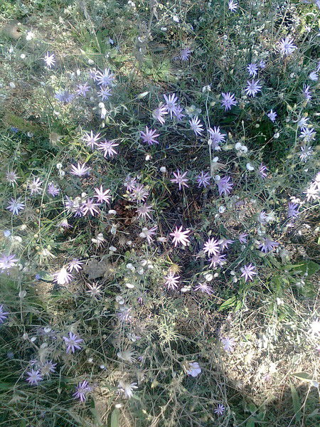 Виктория Калинина