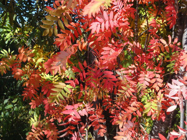 Анна Еремина