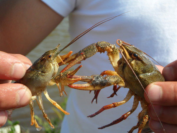 Андрей Федоришен