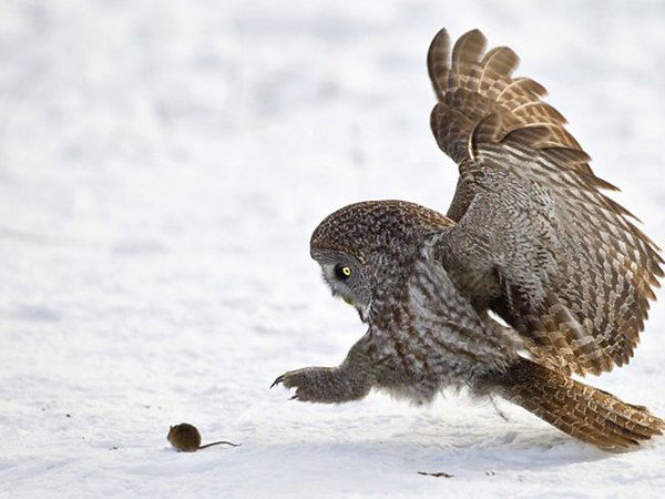 Кузькина Мать