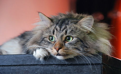 Катя Стремякова