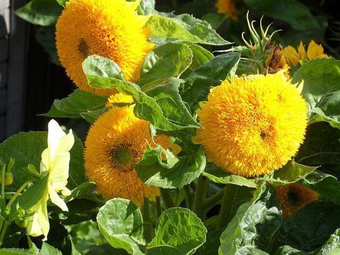 Ирина Николаенко