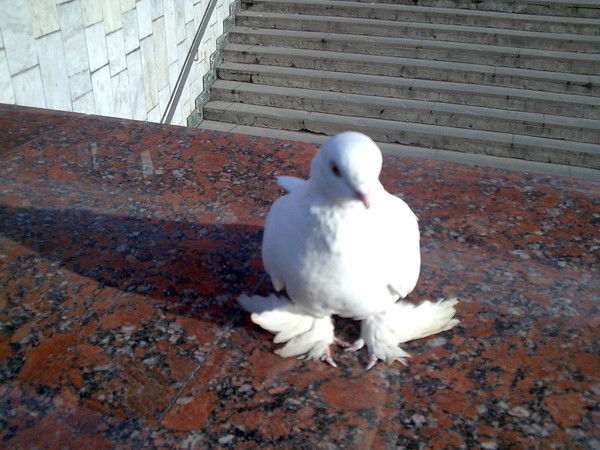 Александр Голубев