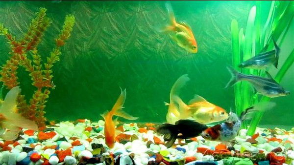 Анастасия Кочергина