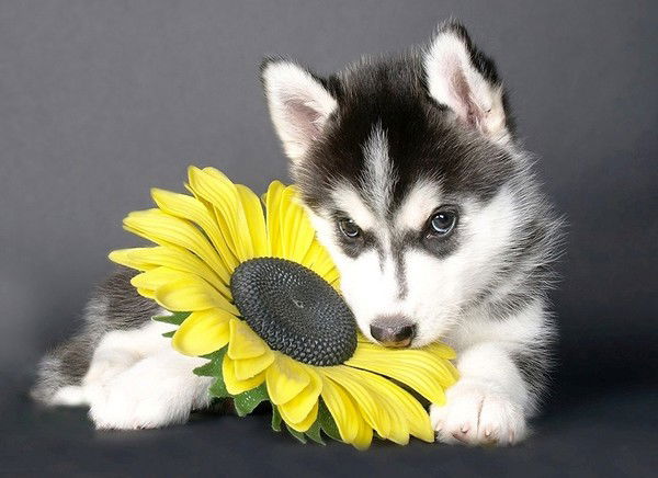 Аня) Самойлова