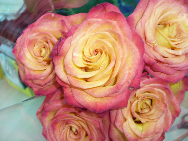 Марина Самонова