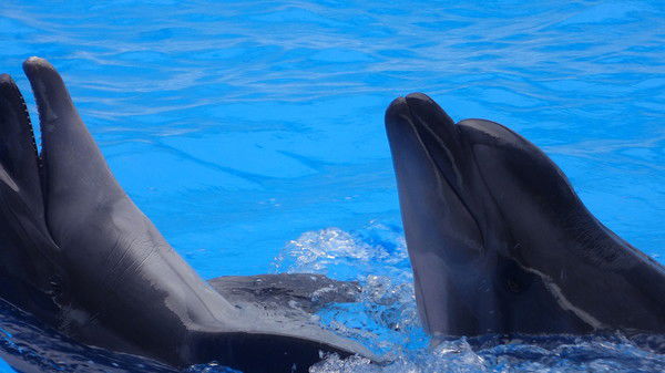 Александр Спатарь